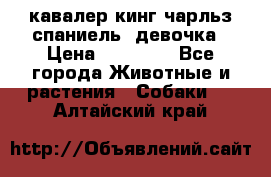  кавалер кинг чарльз спаниель -девочка › Цена ­ 45 000 - Все города Животные и растения » Собаки   . Алтайский край